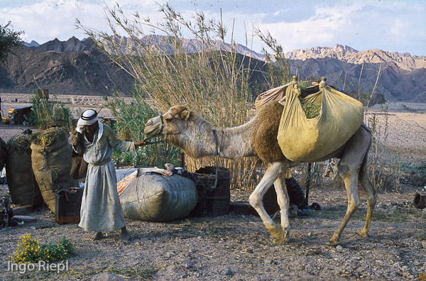 Beduine und Kamel