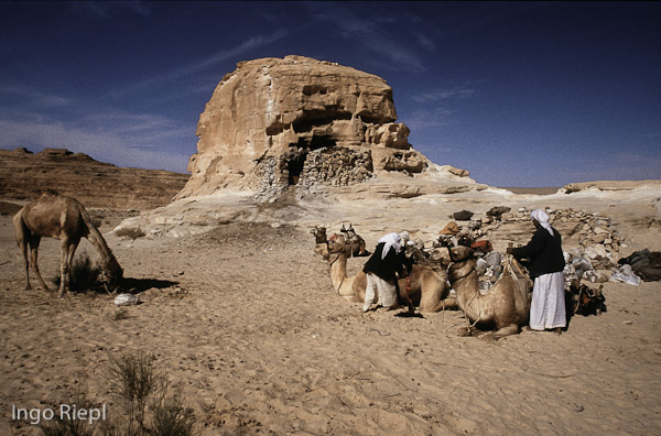 Beduinen beim Kamele satteln