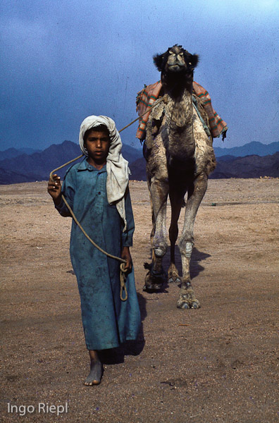 Beduine mit seinem Kamel