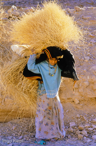 Beduinenmädchen bei der Ernte