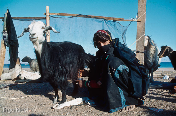 Bedouin woman milking her goat
