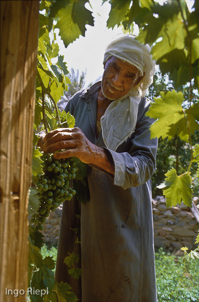 Bedouin with grapes 